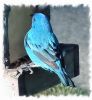 bluebird 1~0.jpg